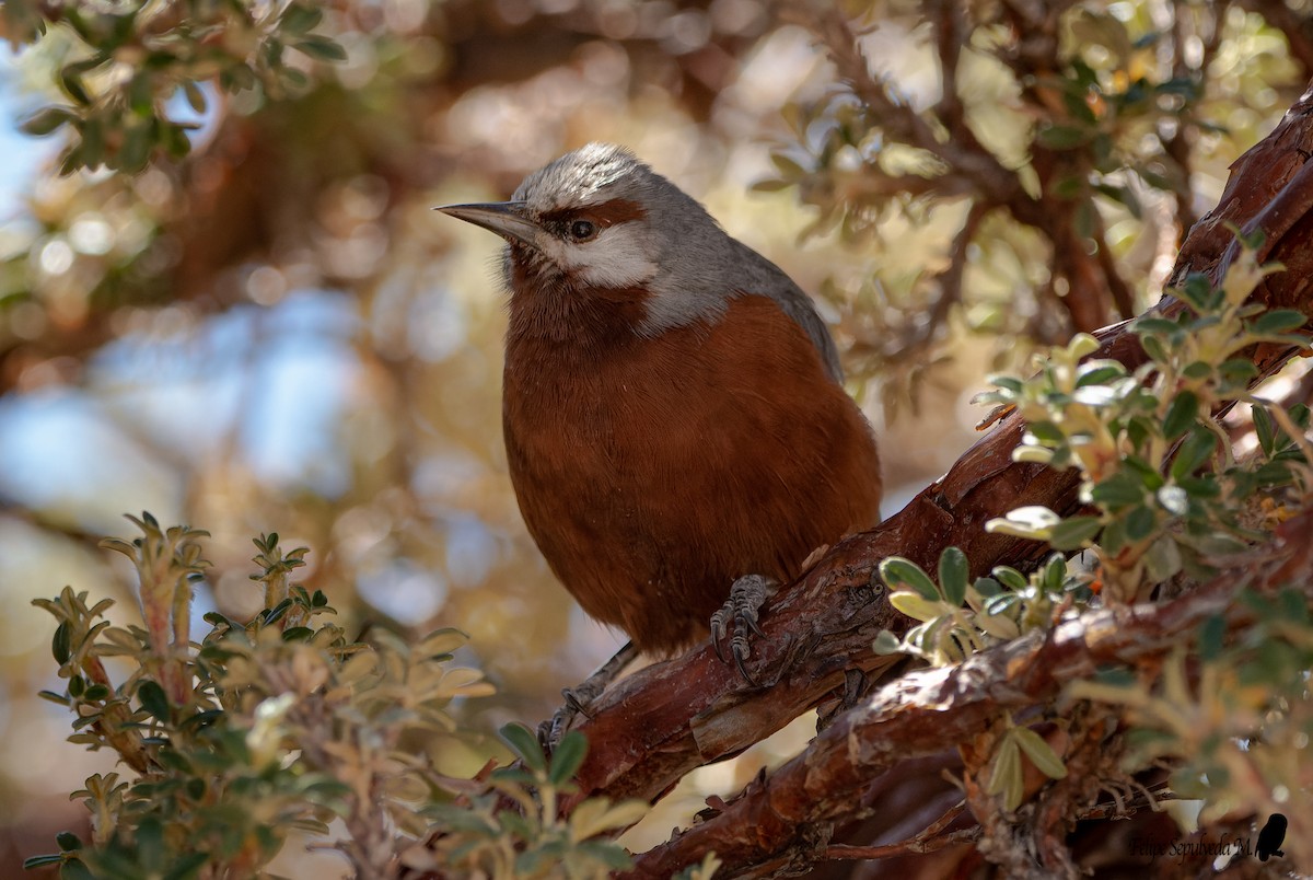 Giant Conebill - ML640917702