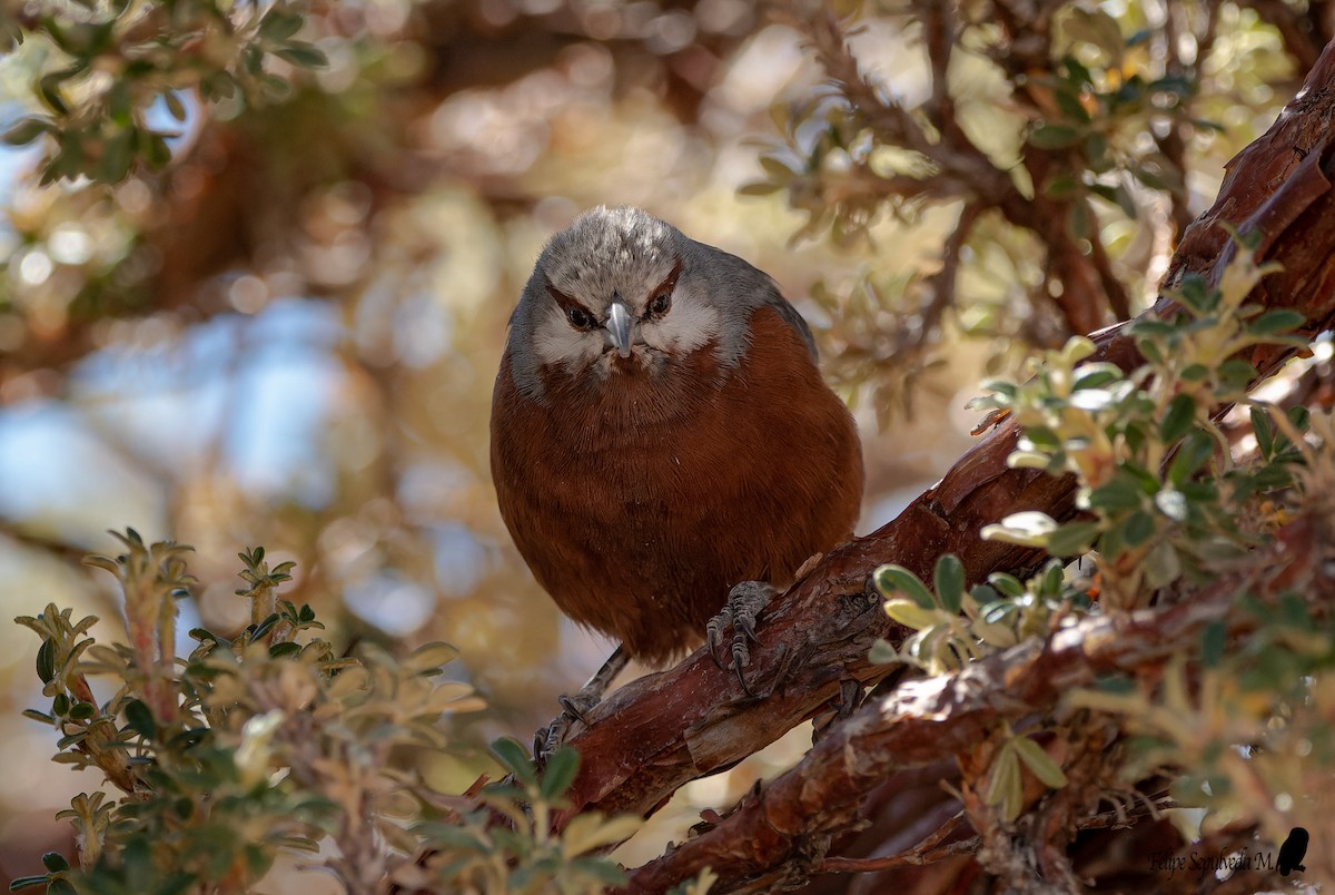 Giant Conebill - ML640917703