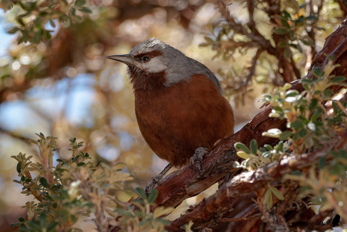Giant Conebill - ML640917704
