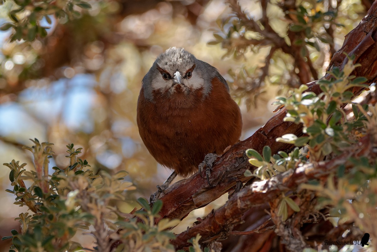 Giant Conebill - ML640917705