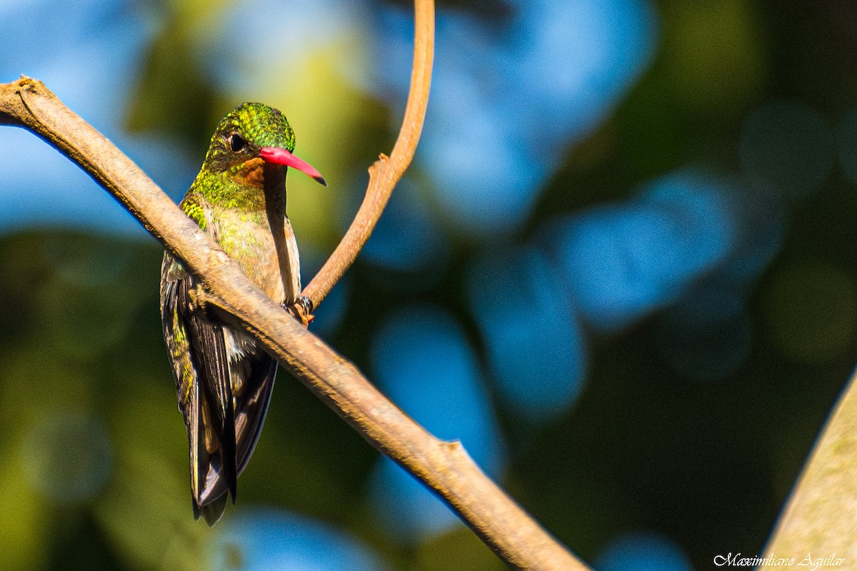Gilded Hummingbird - ML640917746