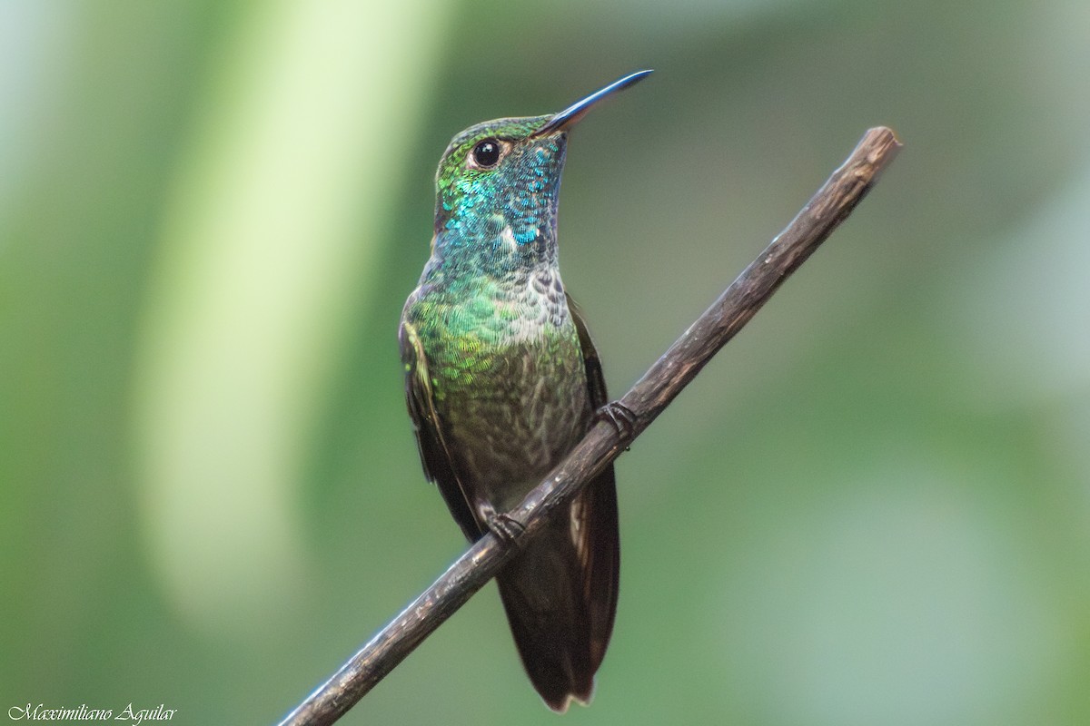 Versicolored Emerald - ML640917755