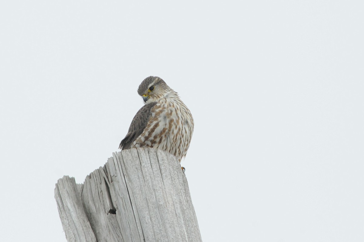 Merlin - ML640917759