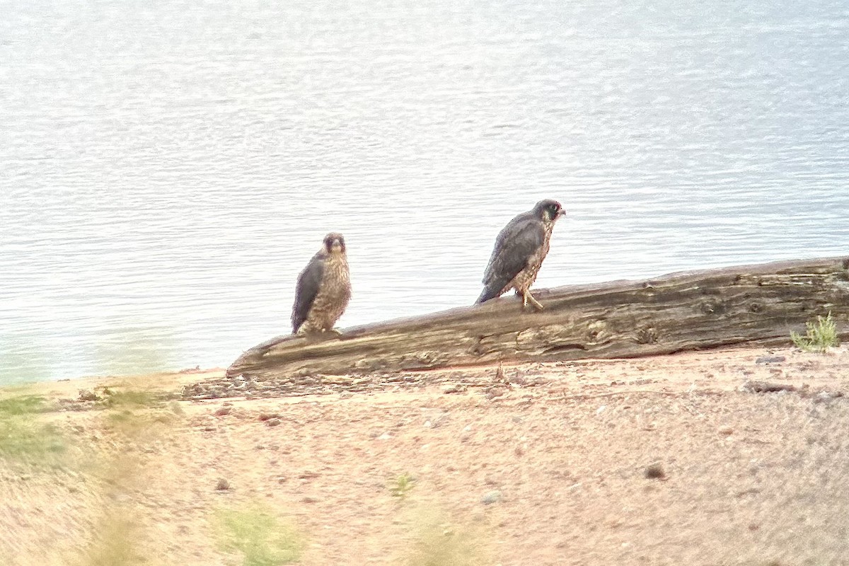 Wanderfalke - ML640917817