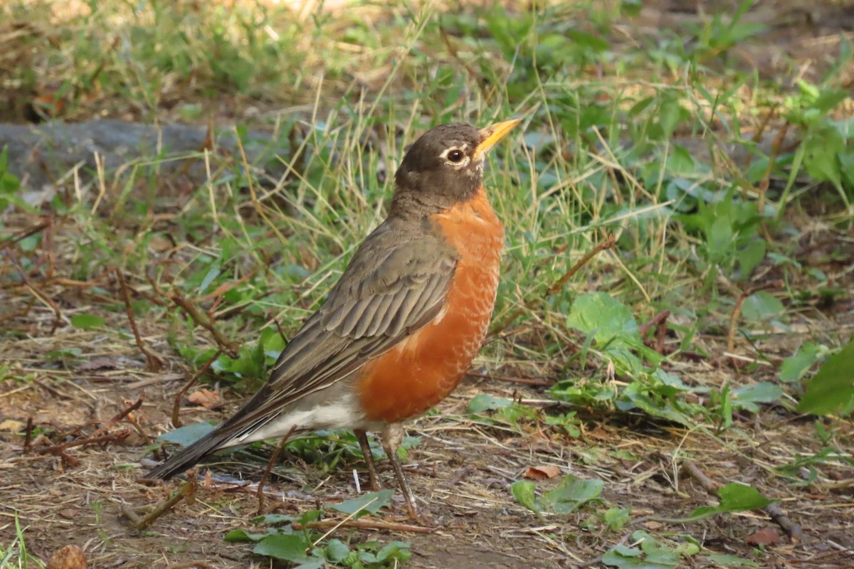 American Robin - ML640917859
