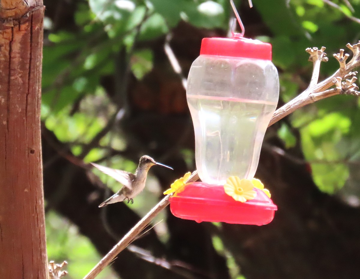 Black-chinned Hummingbird - ML640917864