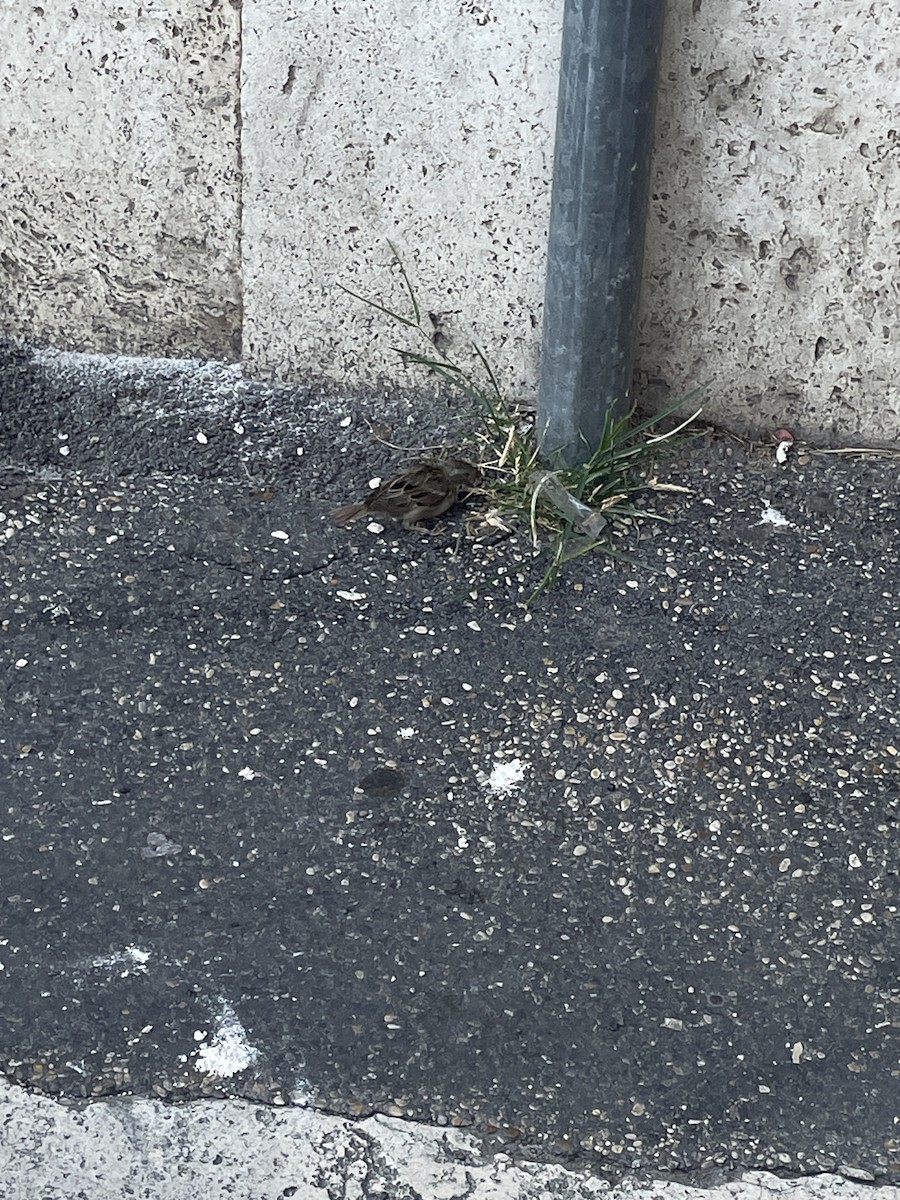 Italian Sparrow - ML640917890