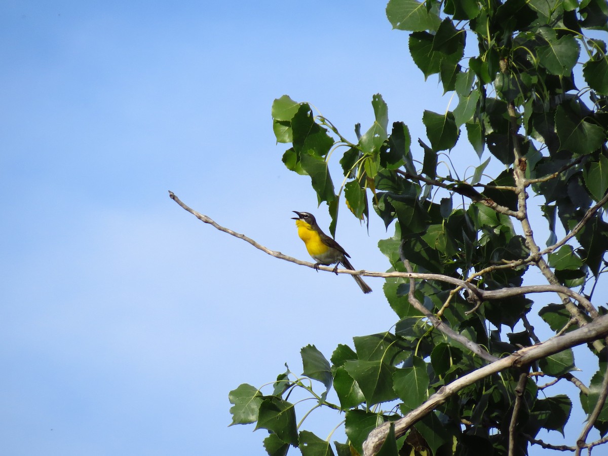Yellow-breasted Chat - ML64091791