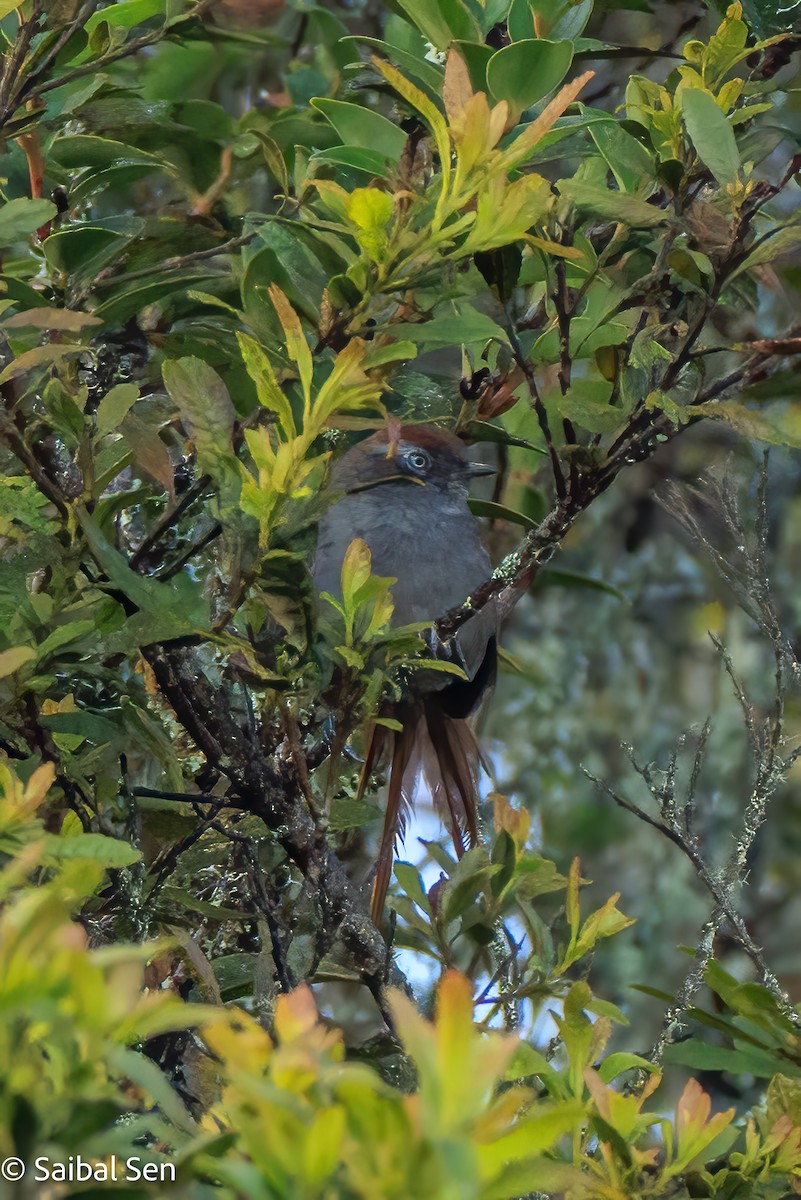 White-chinned Thistletail - ML640917946