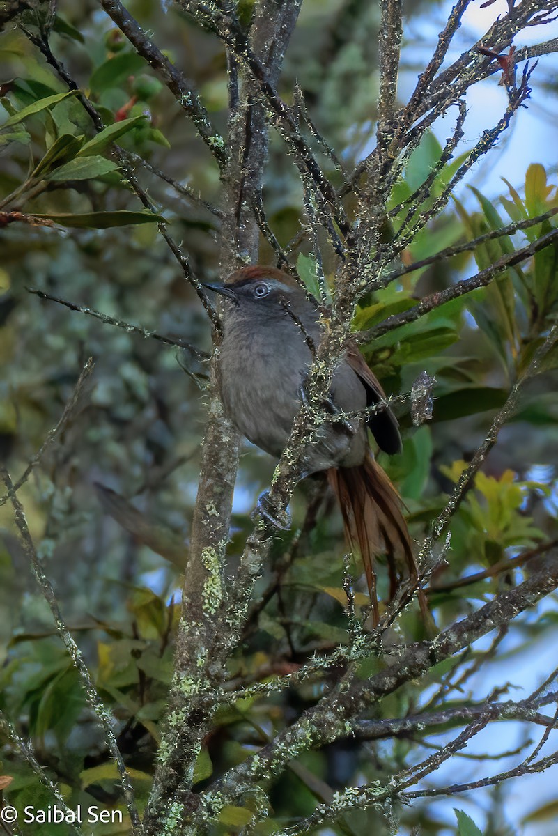 White-chinned Thistletail - ML640917948