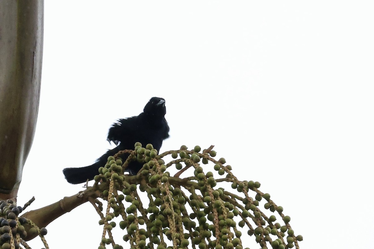Scrub Blackbird - ML640917949
