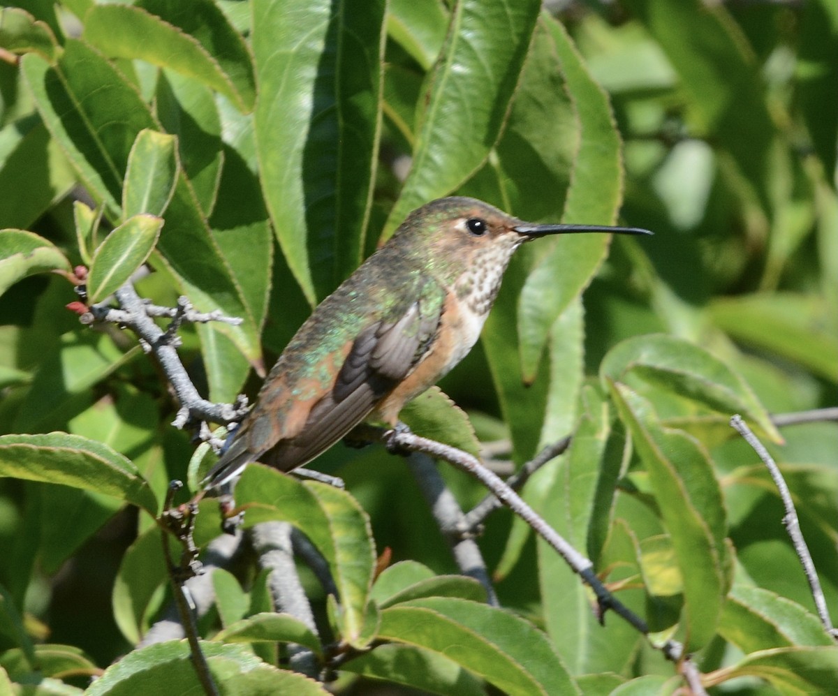 Allen's Hummingbird - ML640918024
