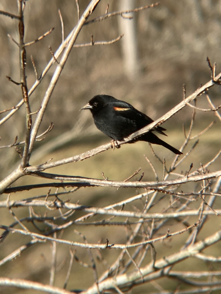 Red-winged Blackbird - ML640918027