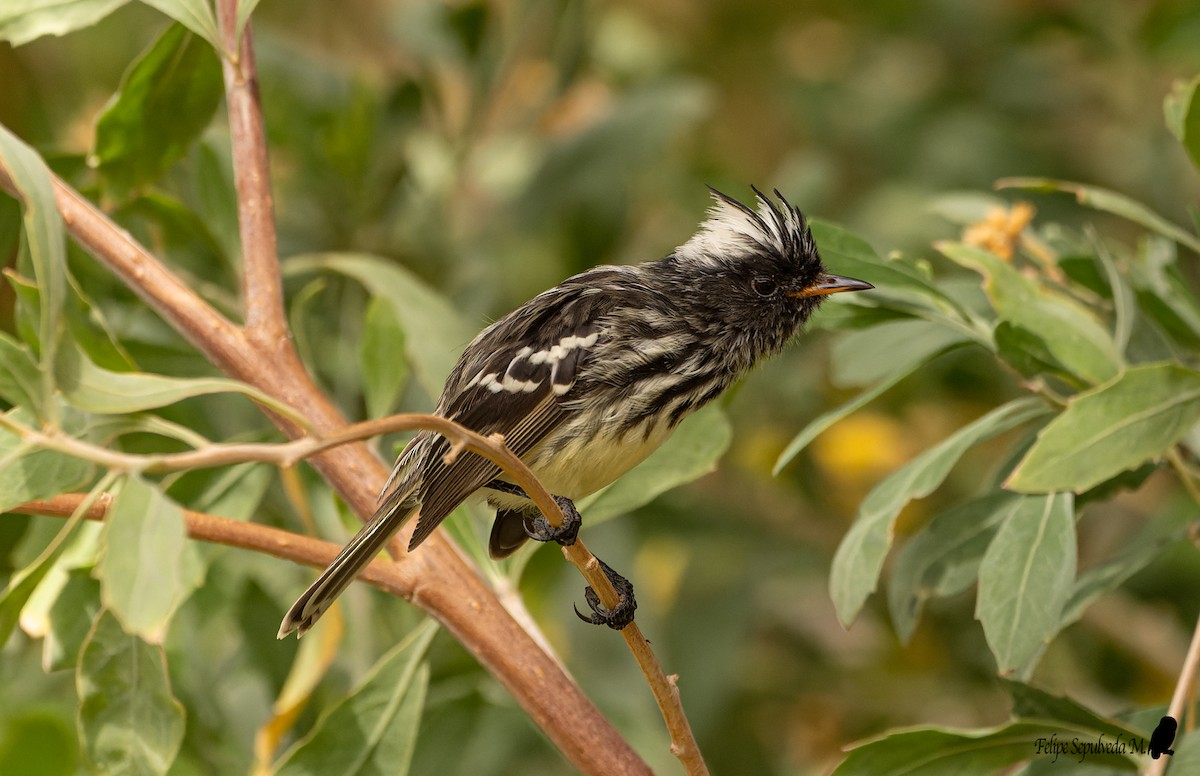 Pied-crested Tit-Tyrant - ML640918056