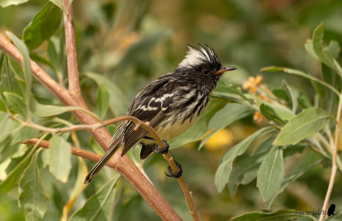 Pied-crested Tit-Tyrant - ML640918057