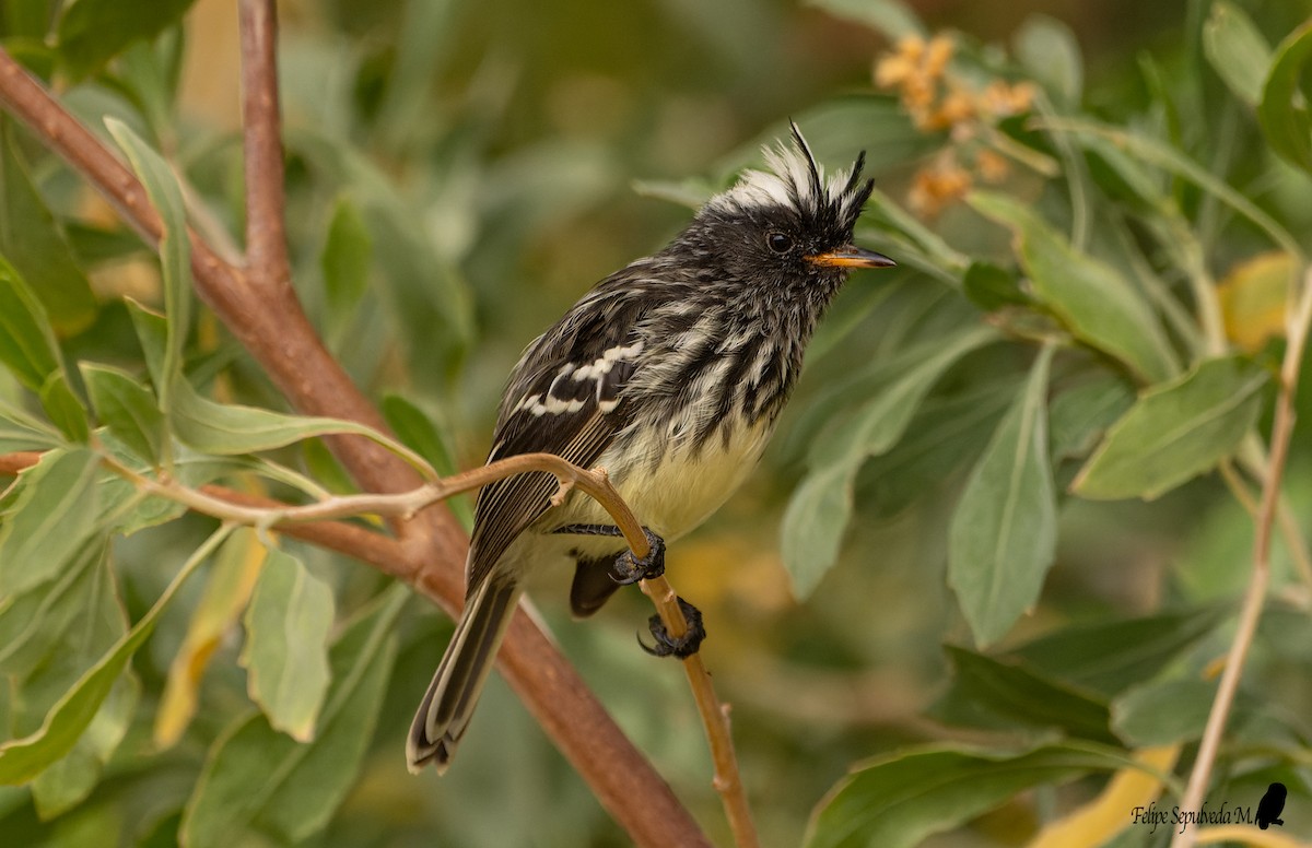 Pied-crested Tit-Tyrant - ML640918058