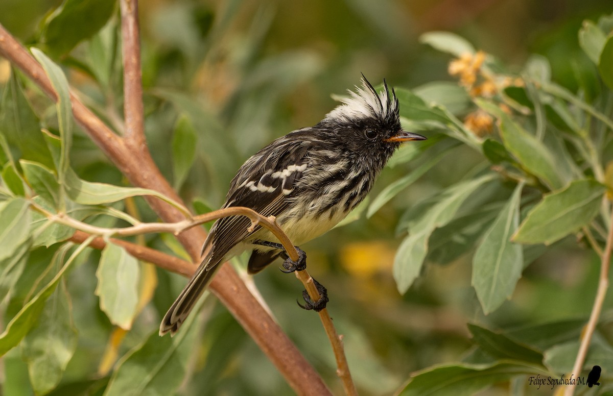 Pied-crested Tit-Tyrant - ML640918059