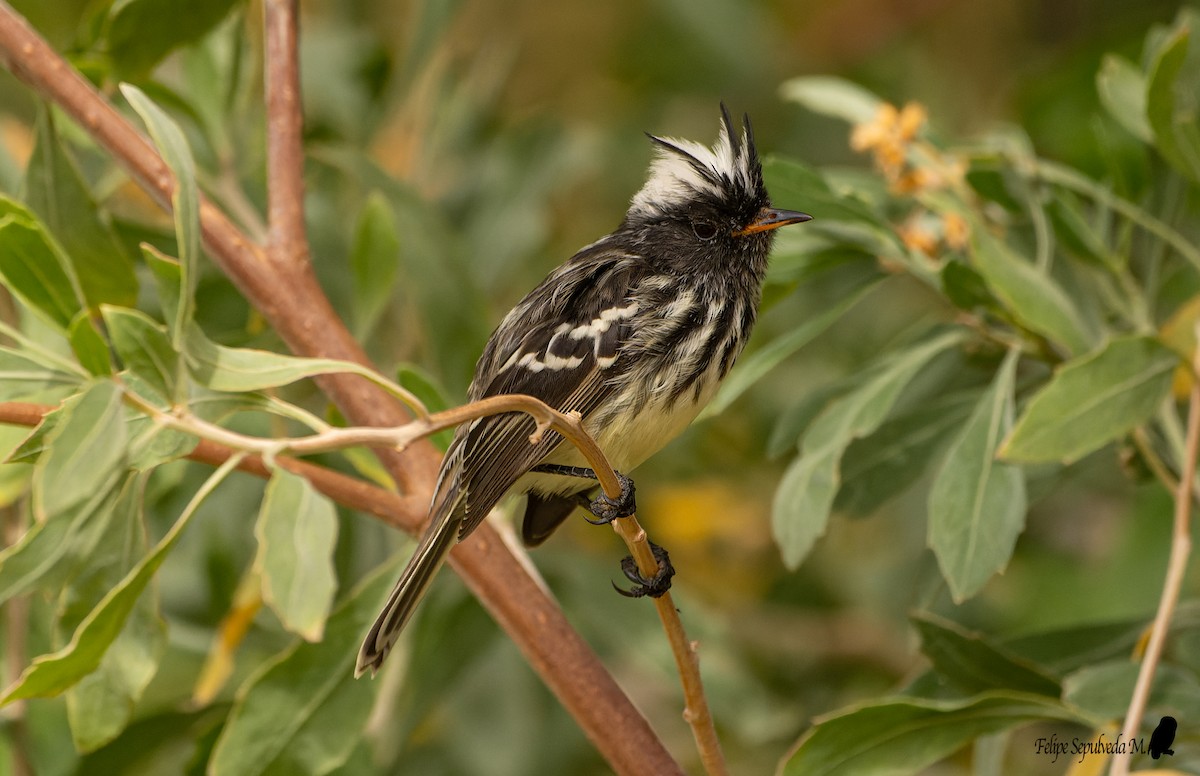 Pied-crested Tit-Tyrant - ML640918062