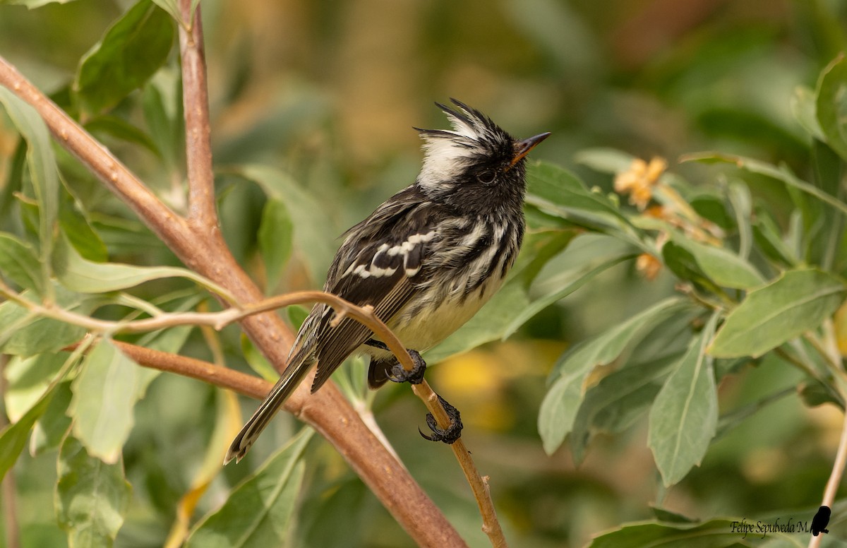 Pied-crested Tit-Tyrant - ML640918067