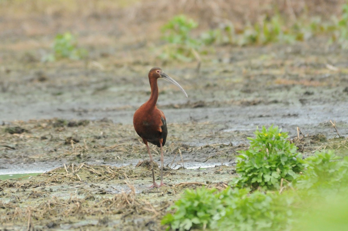 White-faced Ibis - ML640918077