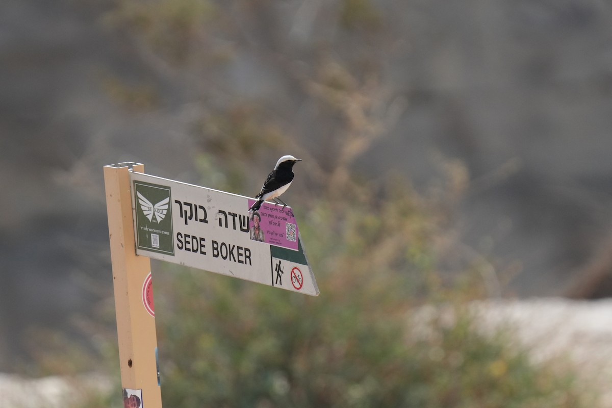 Mourning Wheatear (Mourning) - ML640918084