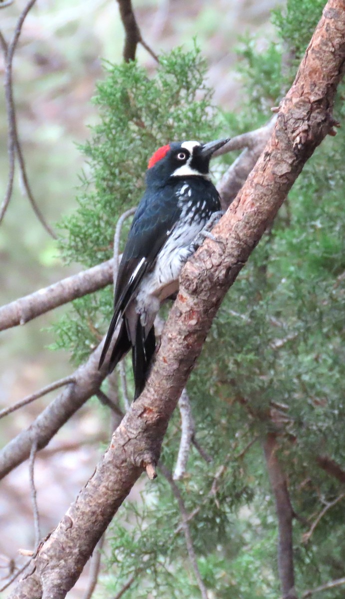 Acorn Woodpecker - ML640918105