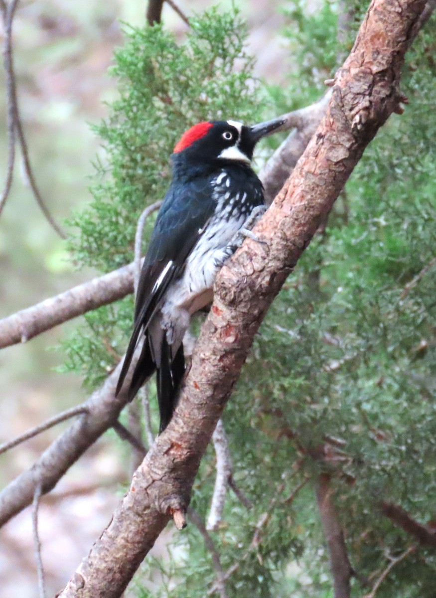 Acorn Woodpecker - ML640918106