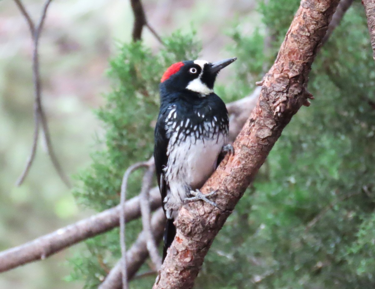 Acorn Woodpecker - ML640918108