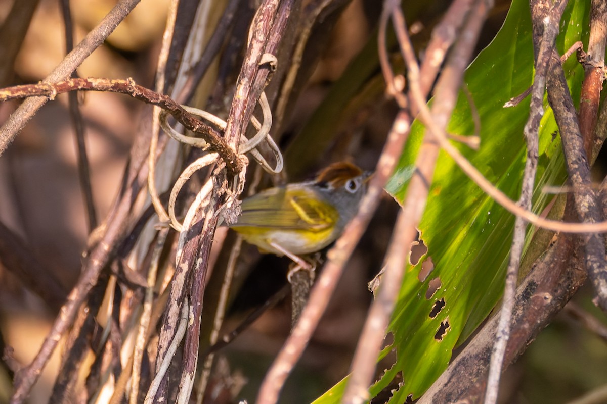 Chestnut-crowned Warbler - ML640918122