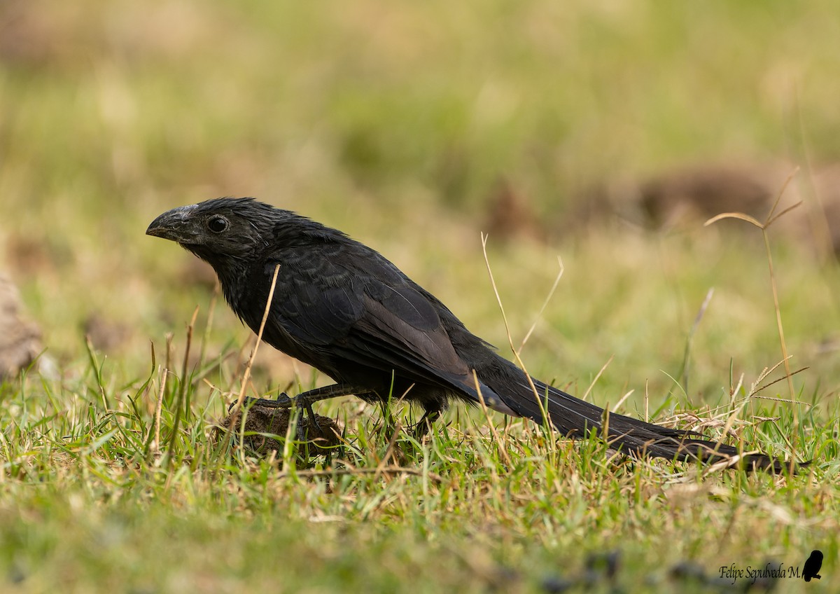 Groove-billed Ani - ML640918136