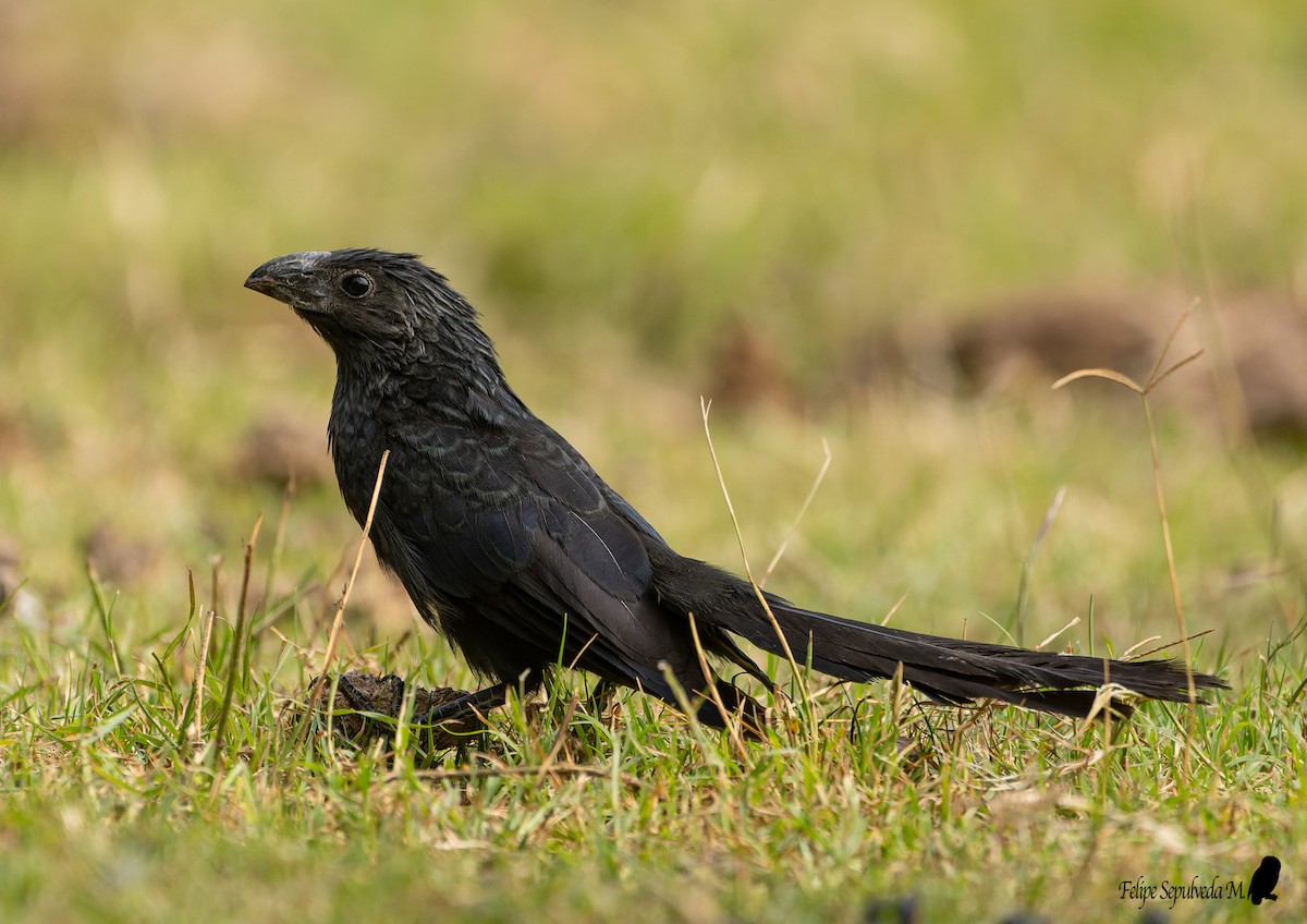 Groove-billed Ani - ML640918138