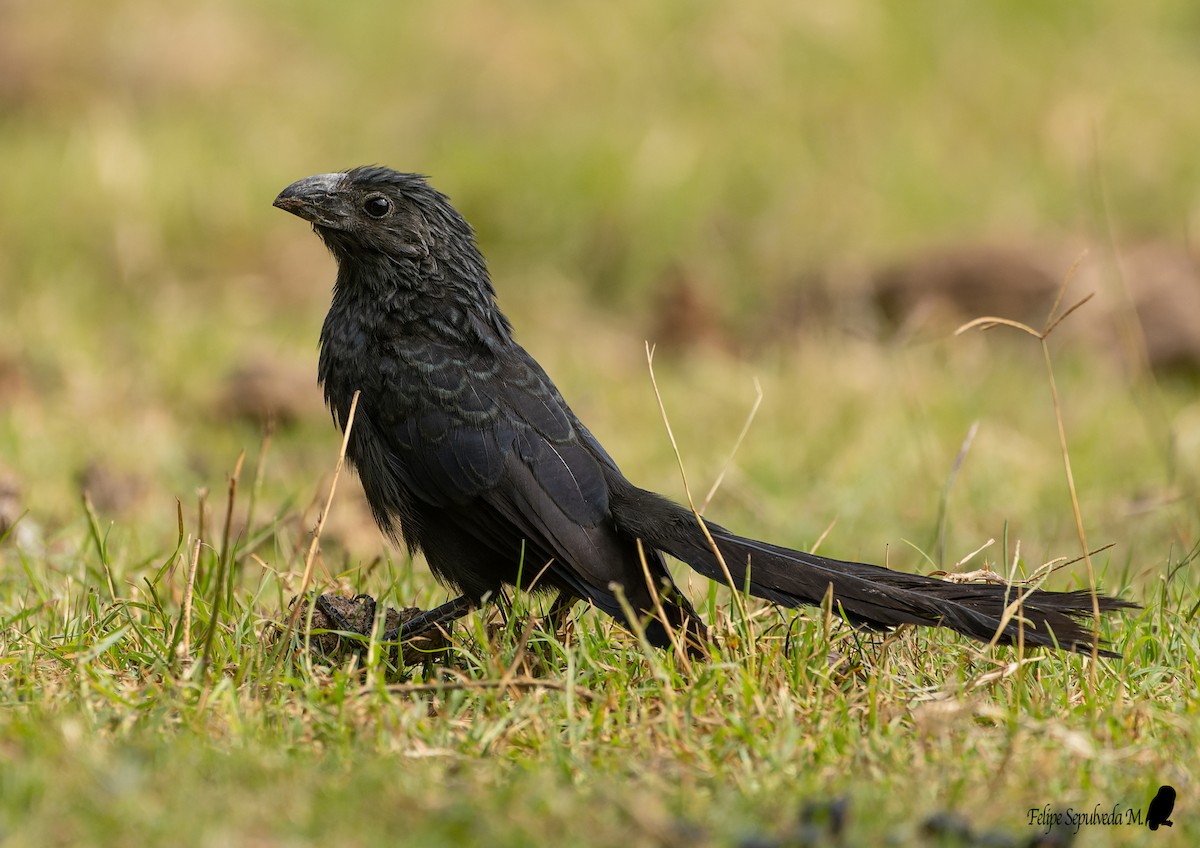 Groove-billed Ani - ML640918139
