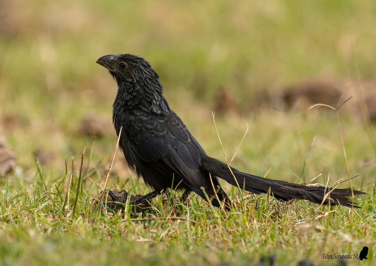 Groove-billed Ani - ML640918141