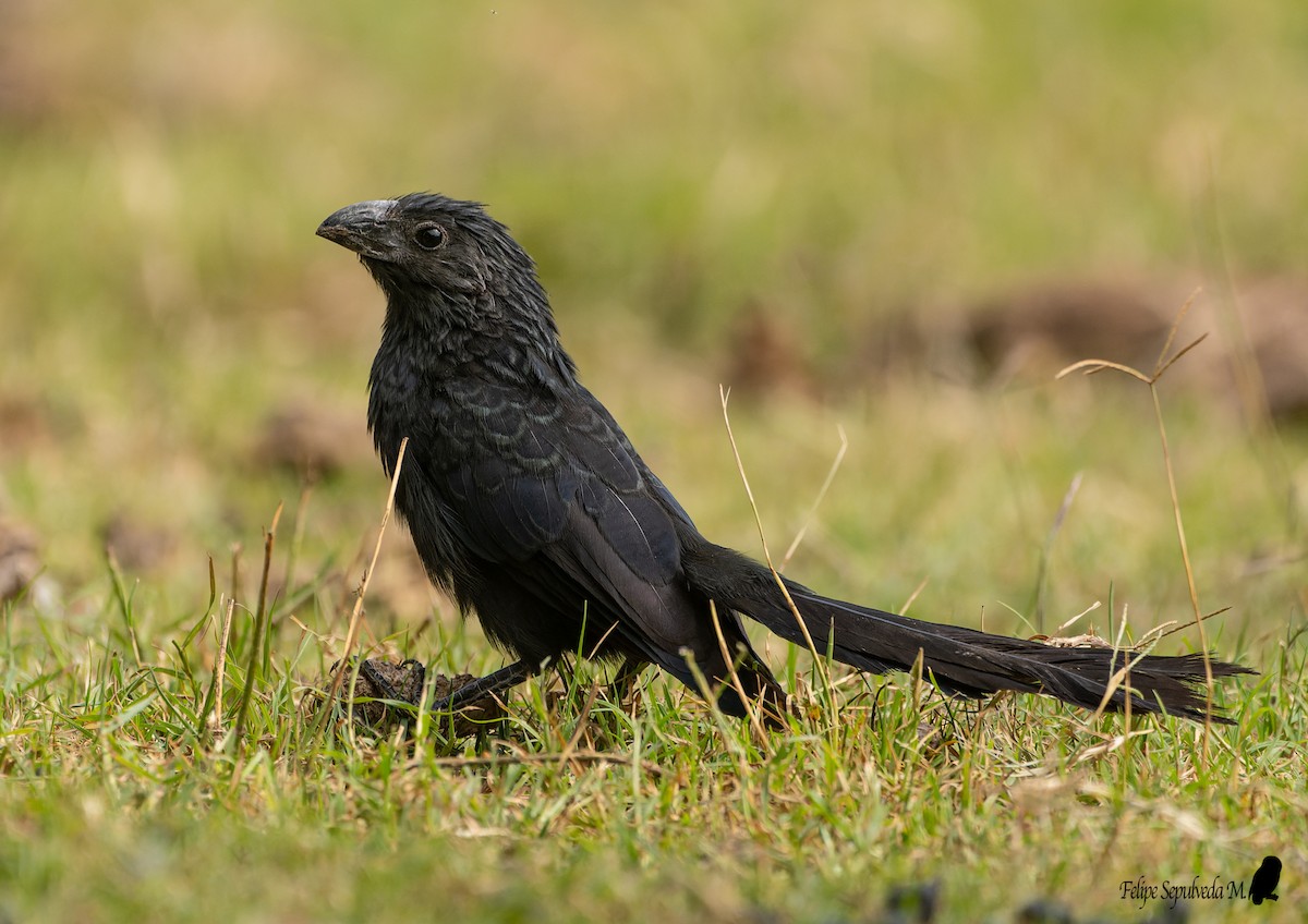 Groove-billed Ani - ML640918142