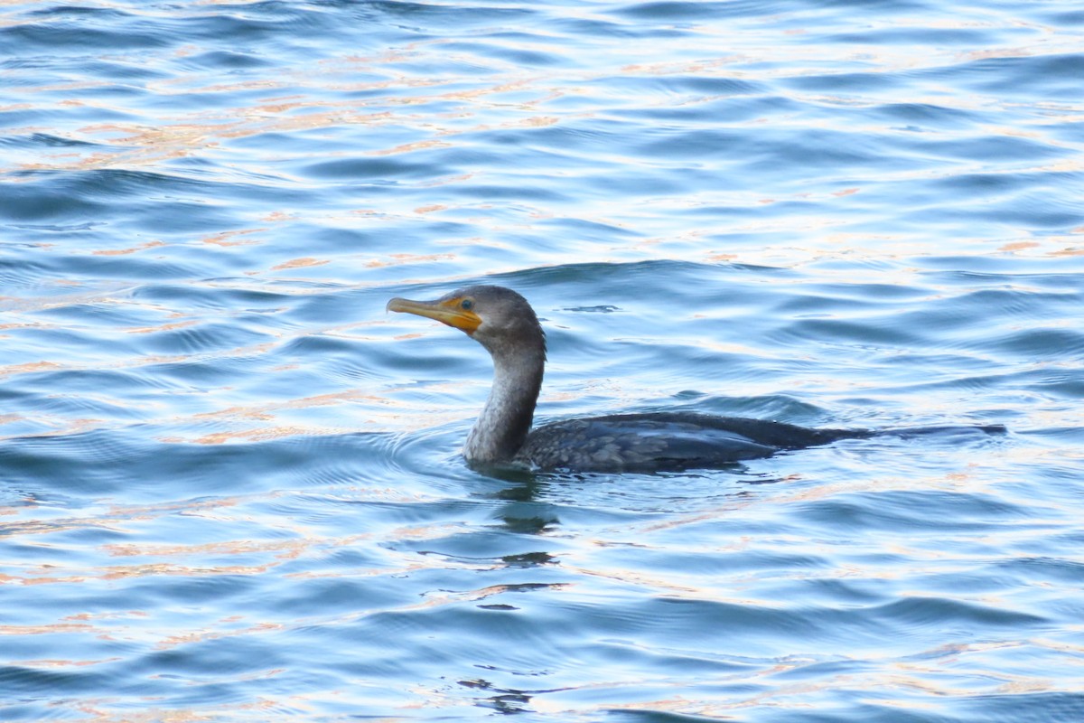 Double-crested Cormorant - ML640918158