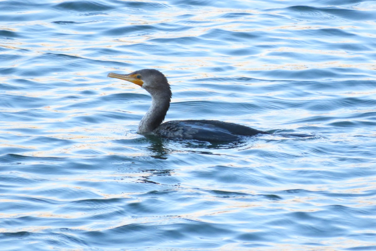 Double-crested Cormorant - ML640918159