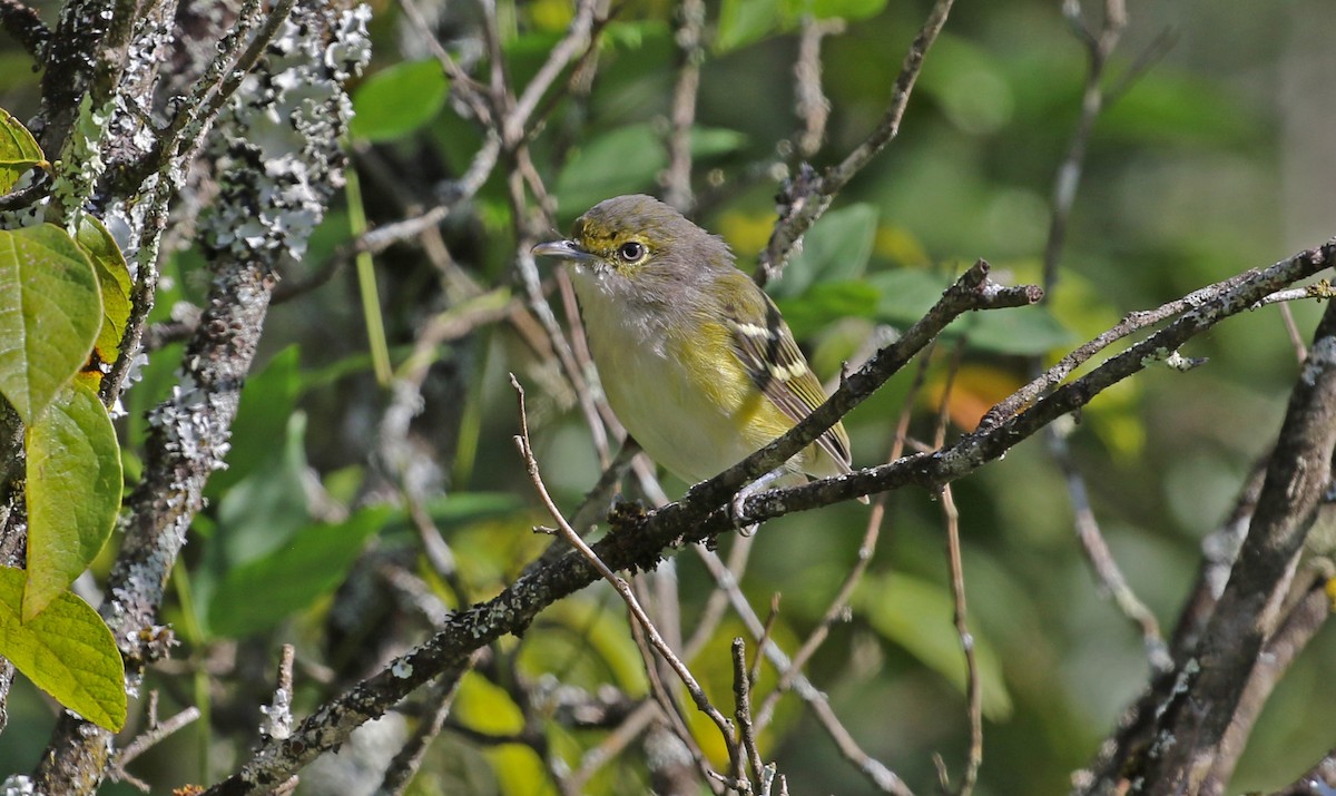 hvitøyevireo - ML640918183
