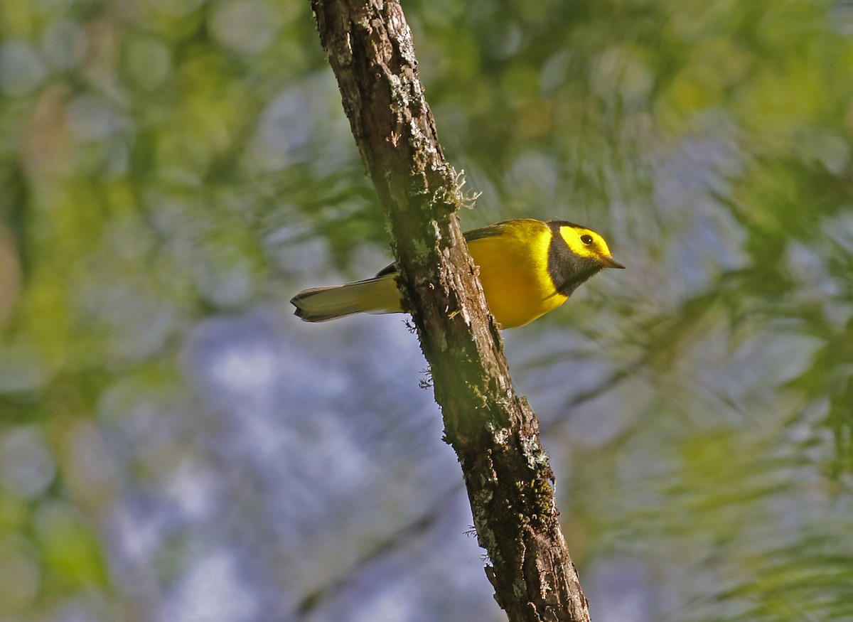 hetteparula - ML640918226