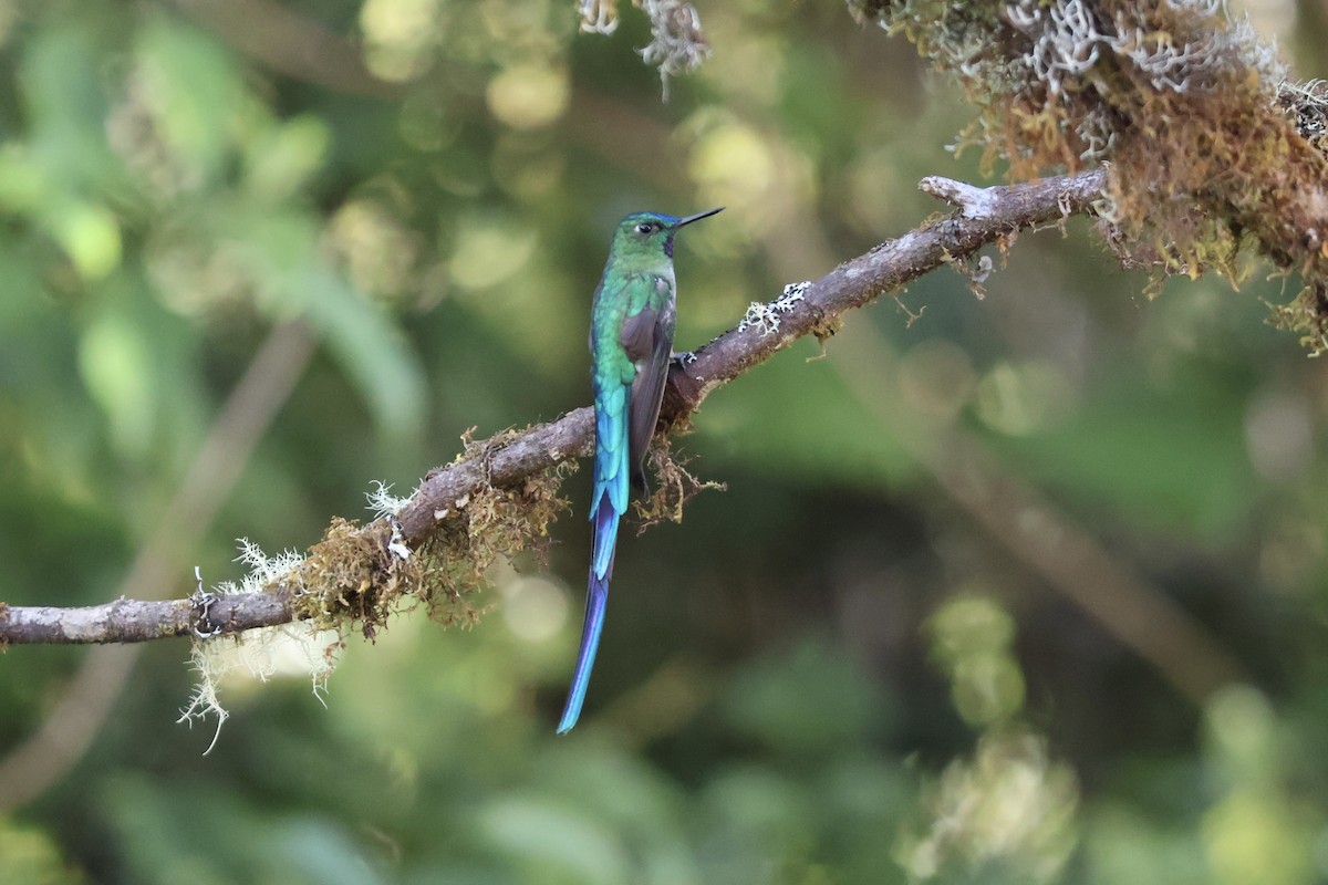 Long-tailed Sylph - ML640918229