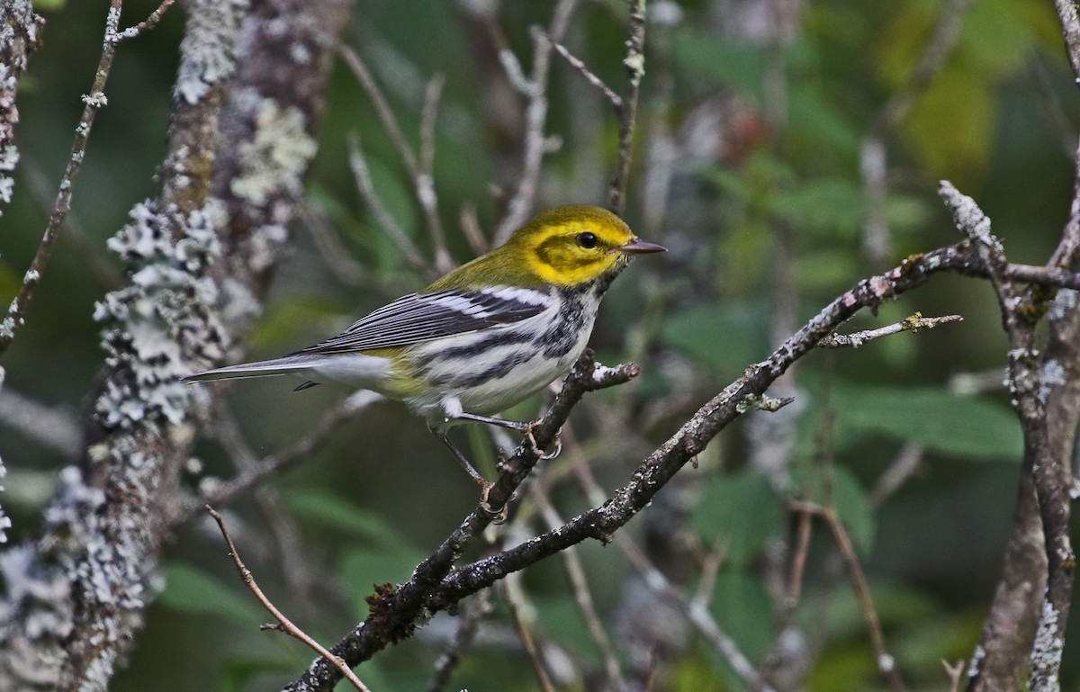 grønnparula - ML640918281