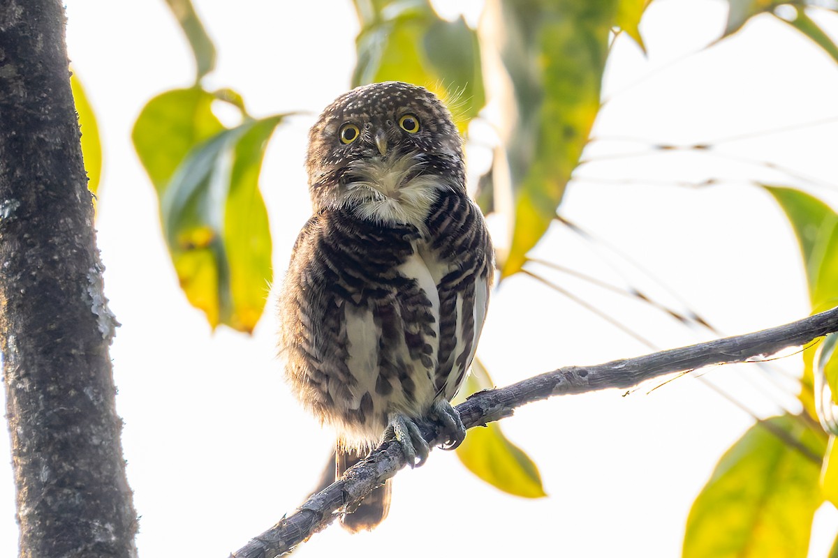 Collared Owlet - ML640918287