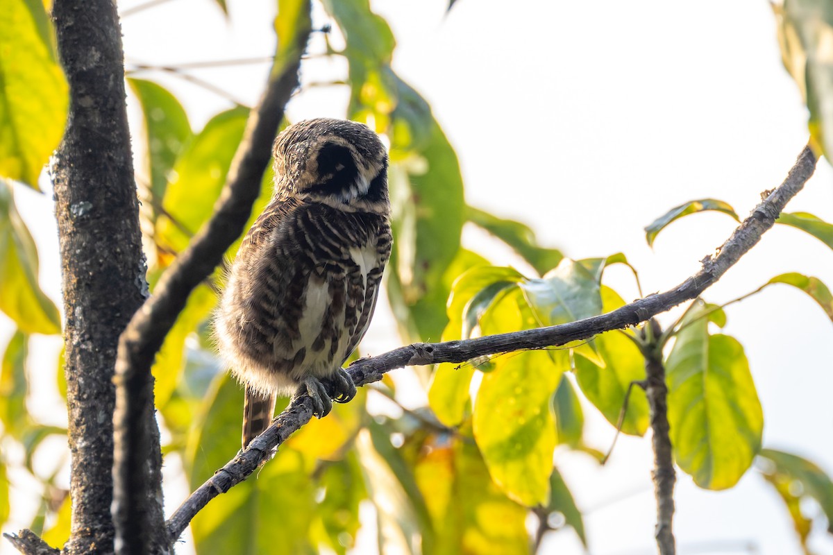 Collared Owlet - ML640918289