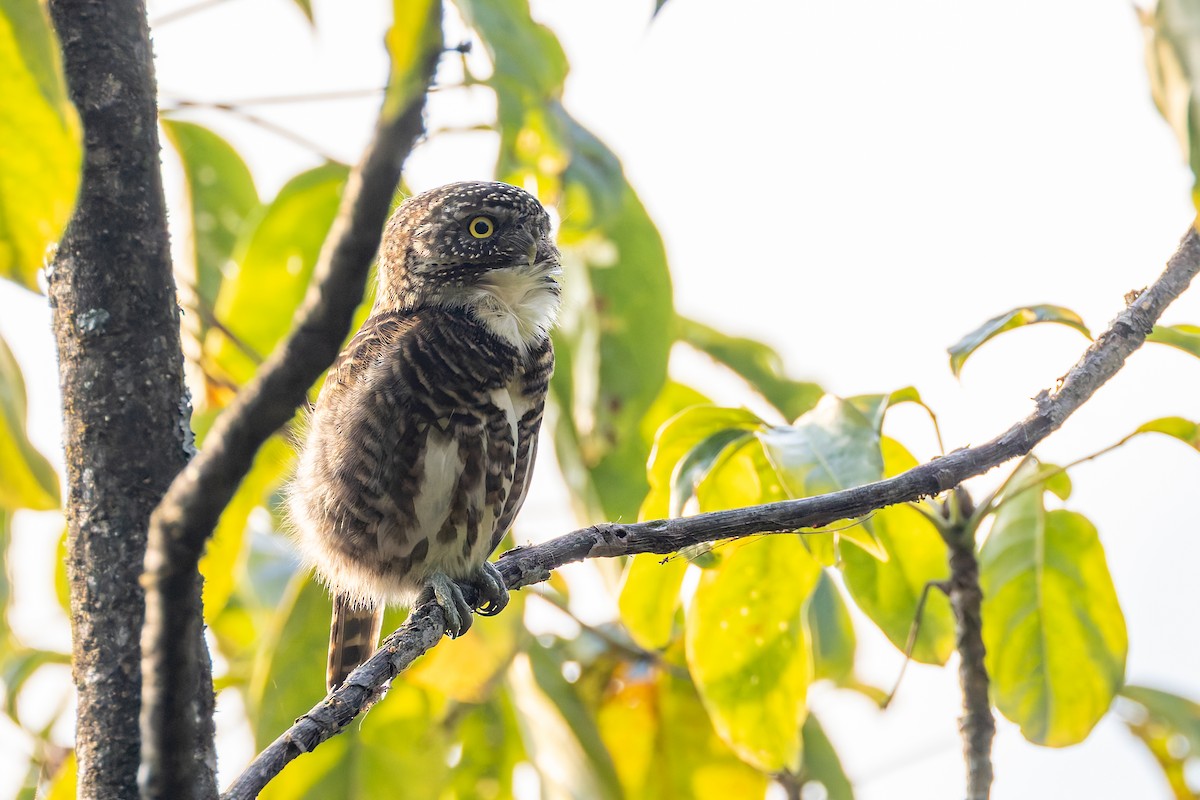Collared Owlet - ML640918290