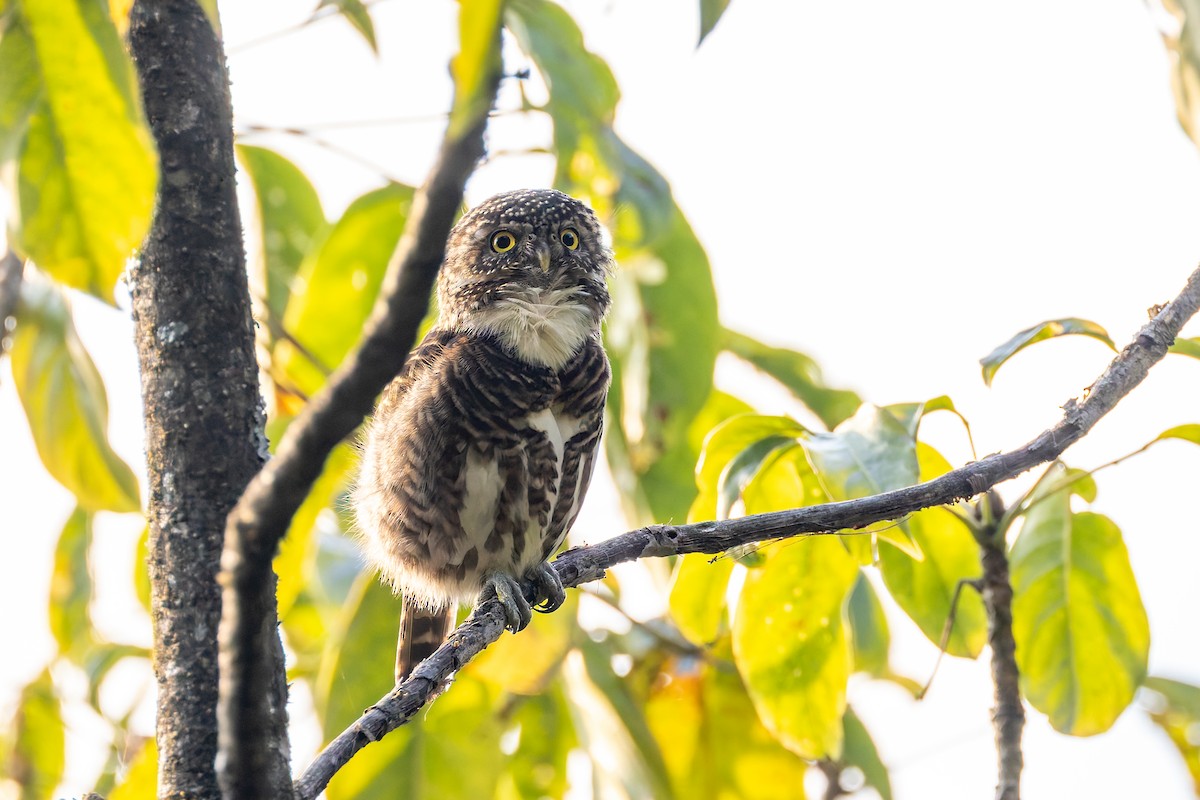 Collared Owlet - ML640918291