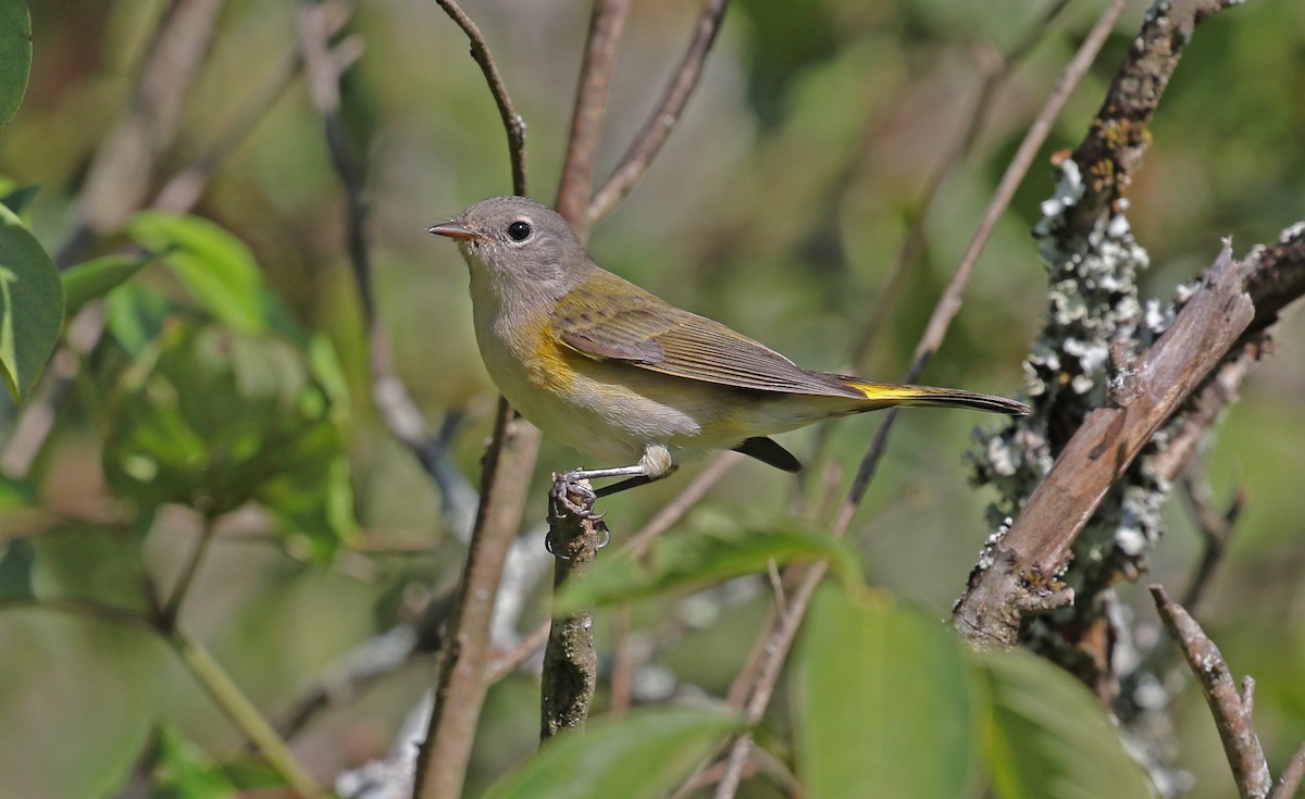 rødstjertparula - ML640918353