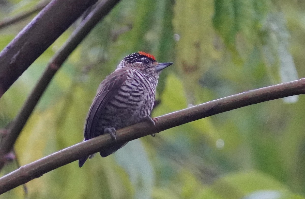White-barred Piculet - ML640918406