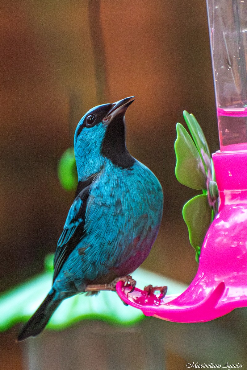 Blue Dacnis - ML640918415
