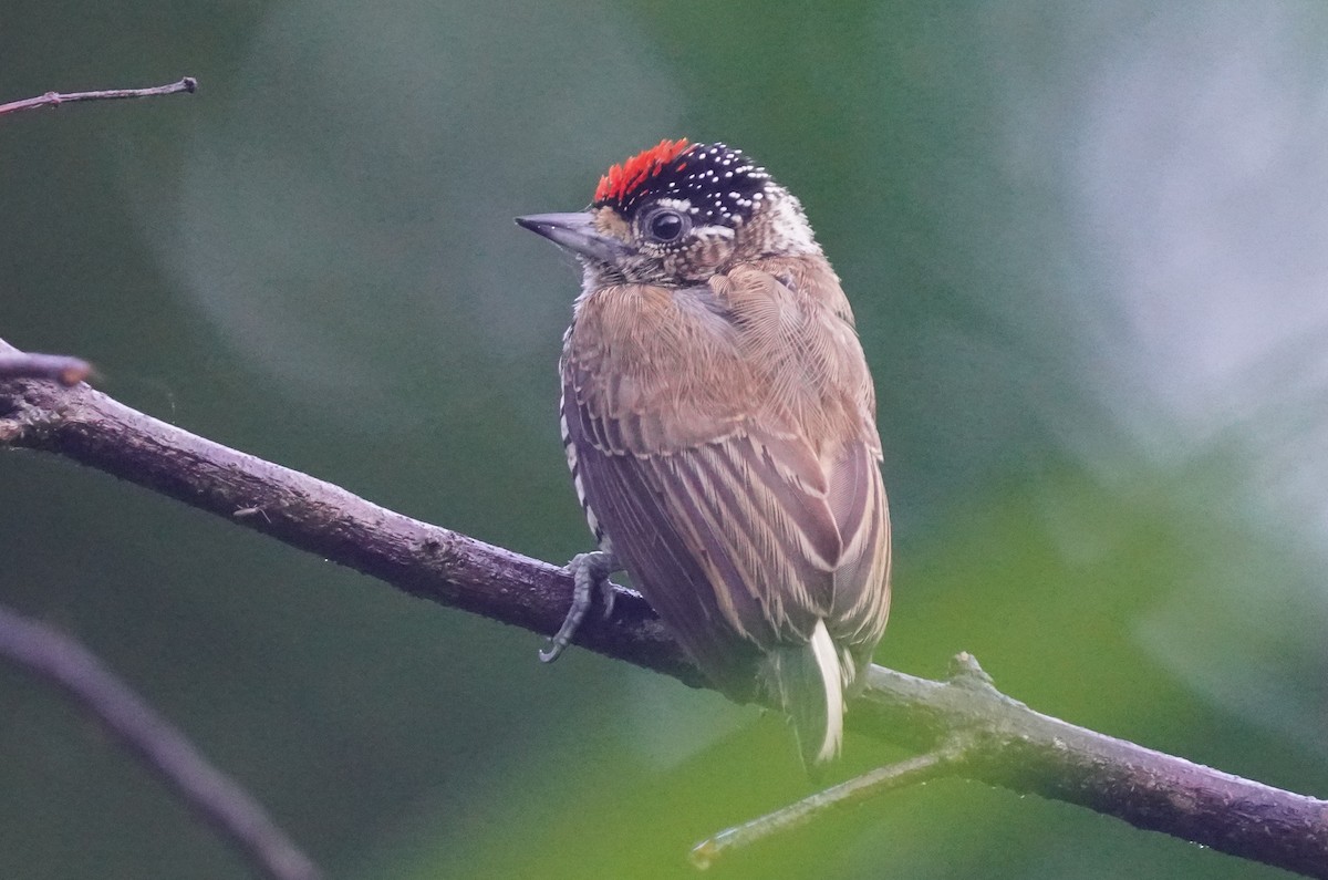 White-barred Piculet - ML640918430