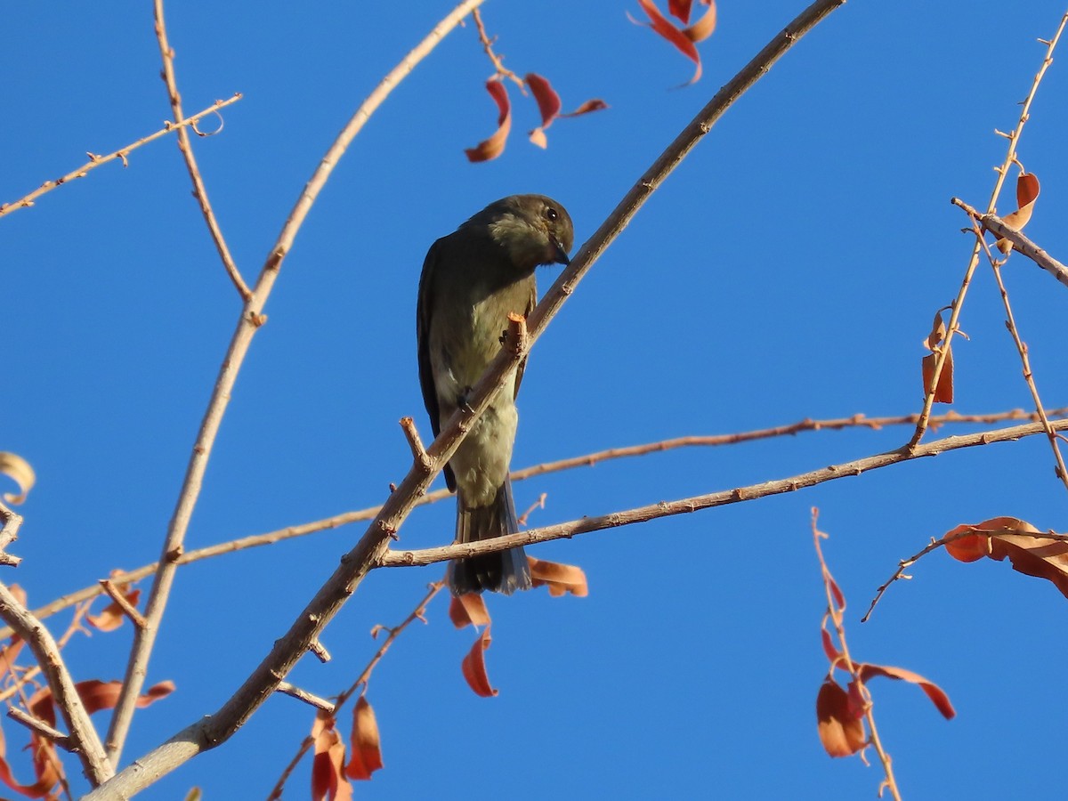 Піві бурий - ML640918461