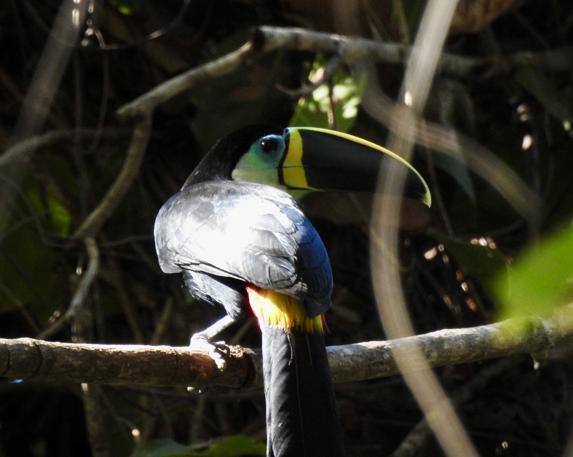Channel-billed Toucan (Yellow-ridged) - ML640918478